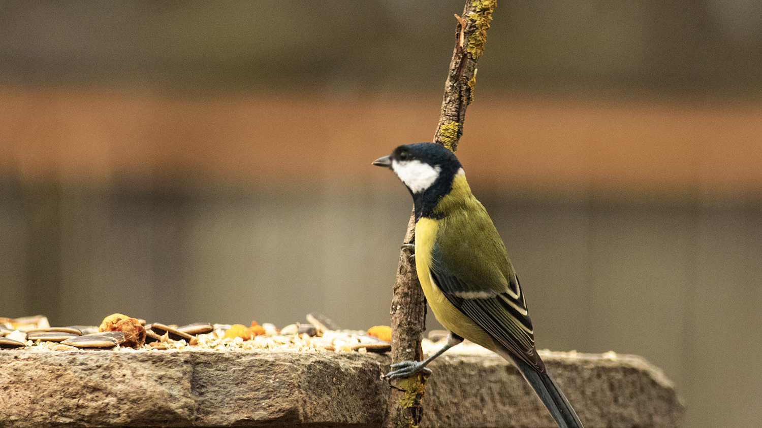 Great Tit
